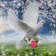 ������ ������� sayed sayed